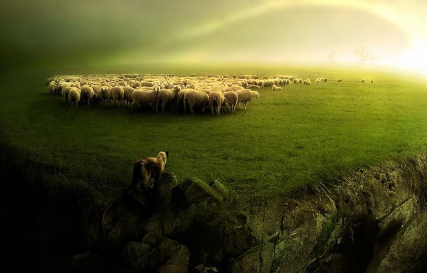 В Уругвае вывели светящихся овец - «Технологии»