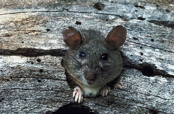 Разработано эффективное средство борьбы с крысами - «Технологии»