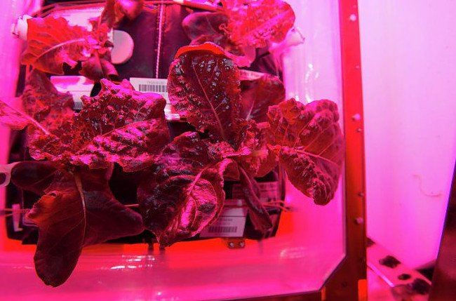 Экипаж МКС попробовал выращенные в космосе овощи - «Космос»