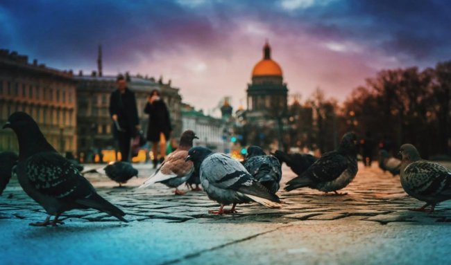 В России тестируют птиц-биодронов для наблюдения и разведки - «Технологии»