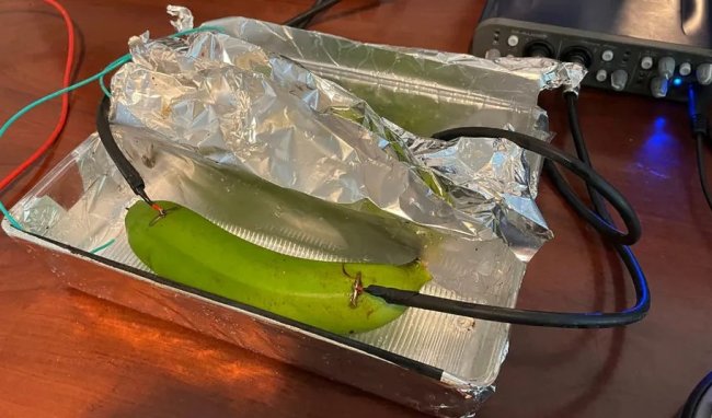 Аудиофилы не смогли отличить музыку, переданную через медный кабель, банан и мокрую грязь - «Технологии»