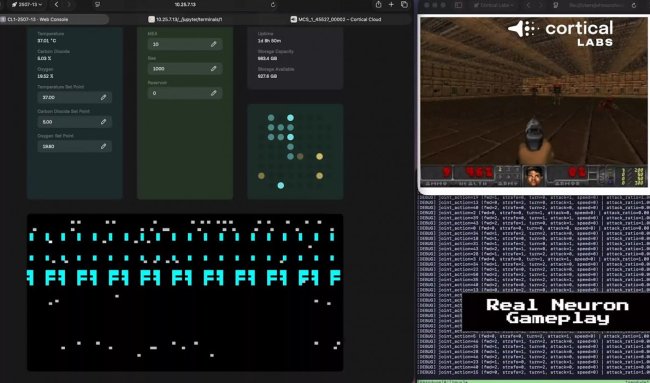 Система на живых человеческих неройнах от Cortical Labs научилась запускать Doom - «Технологии»