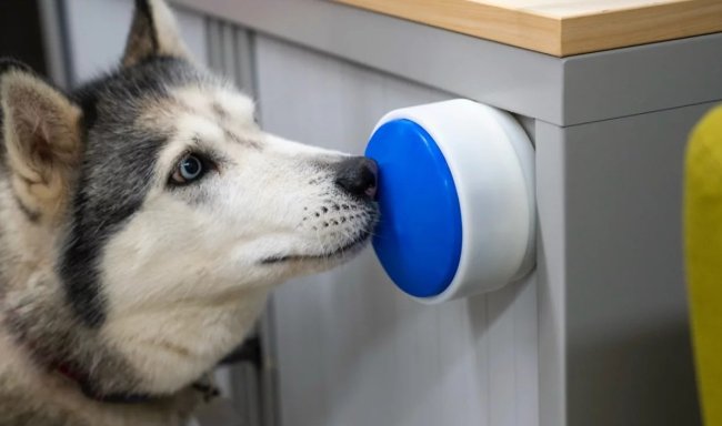 Большая синяя кнопка Dogosophy поможет собакам-хелперам управлять бытовыми приборами - «Гаджеты»